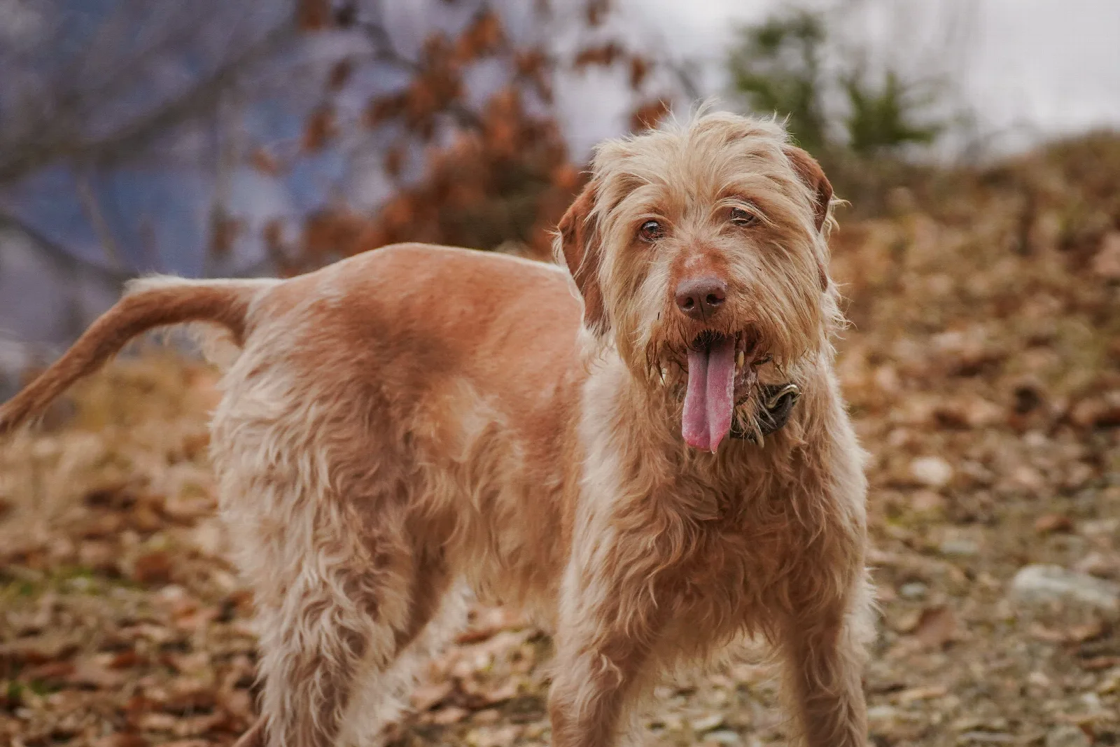 Een rode kortharige Vizsla speelt buiten in een natuurlijke omgeving