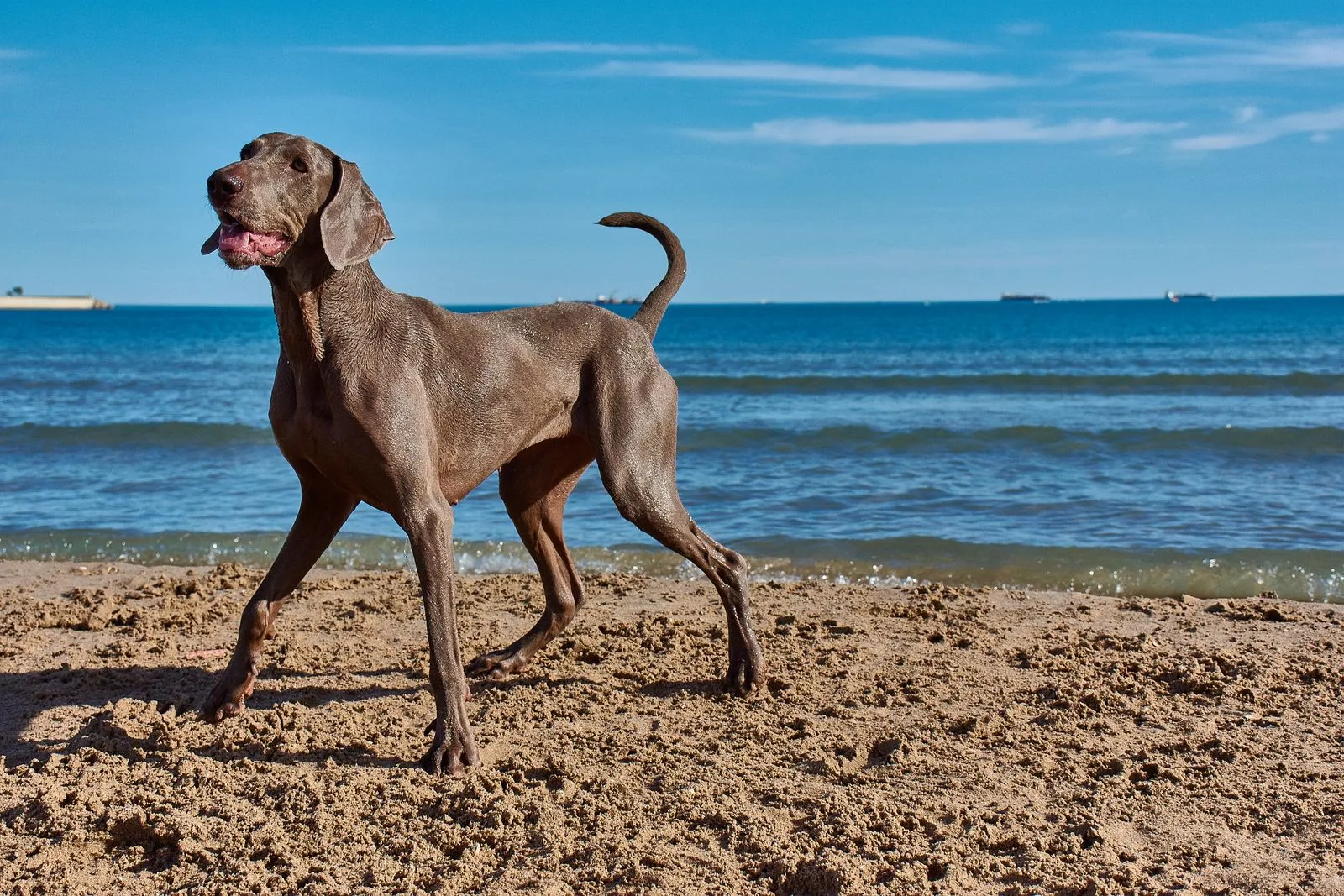 Een grijze Weimaraner staat alert op het strand