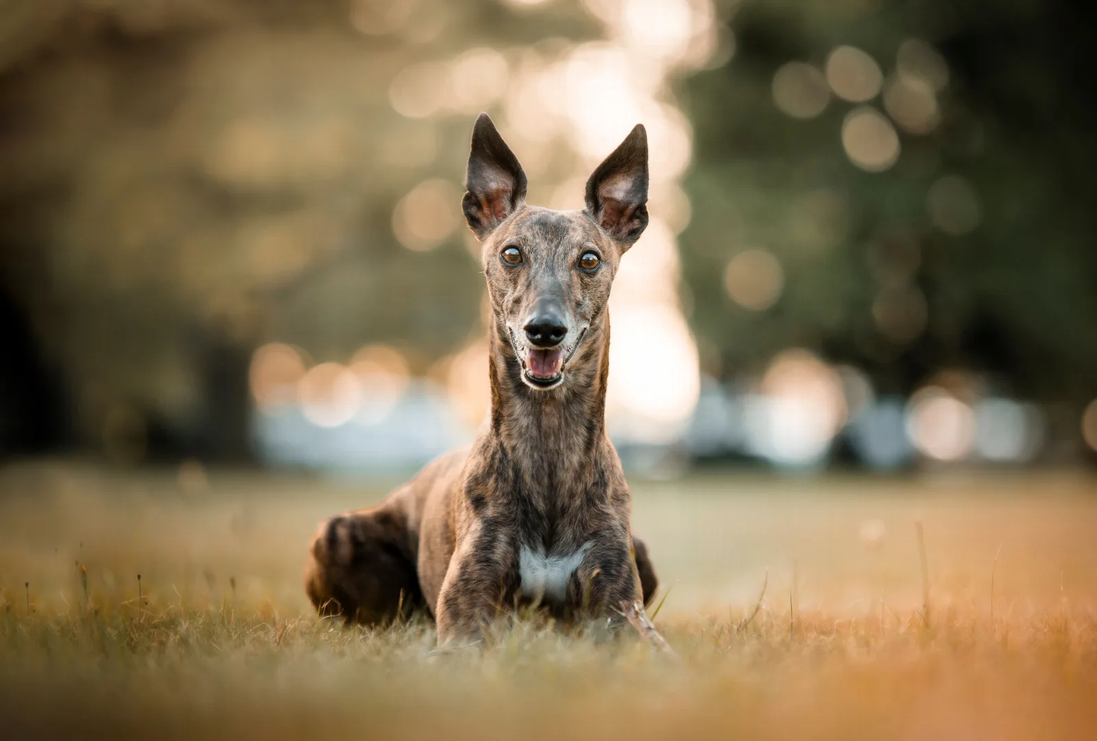 Een Whippet ligt ontspannen in het gras in een zonnig park