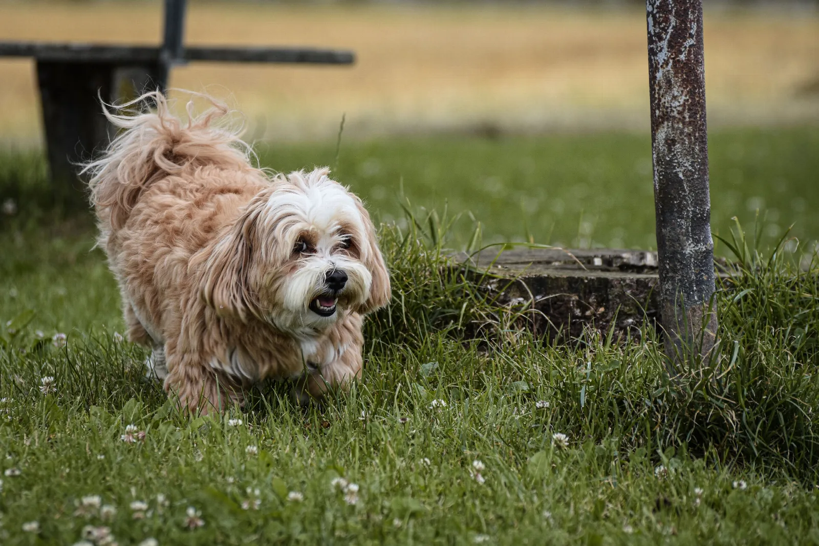 Een Yorkshire Terrier met lange vacht loopt over gras