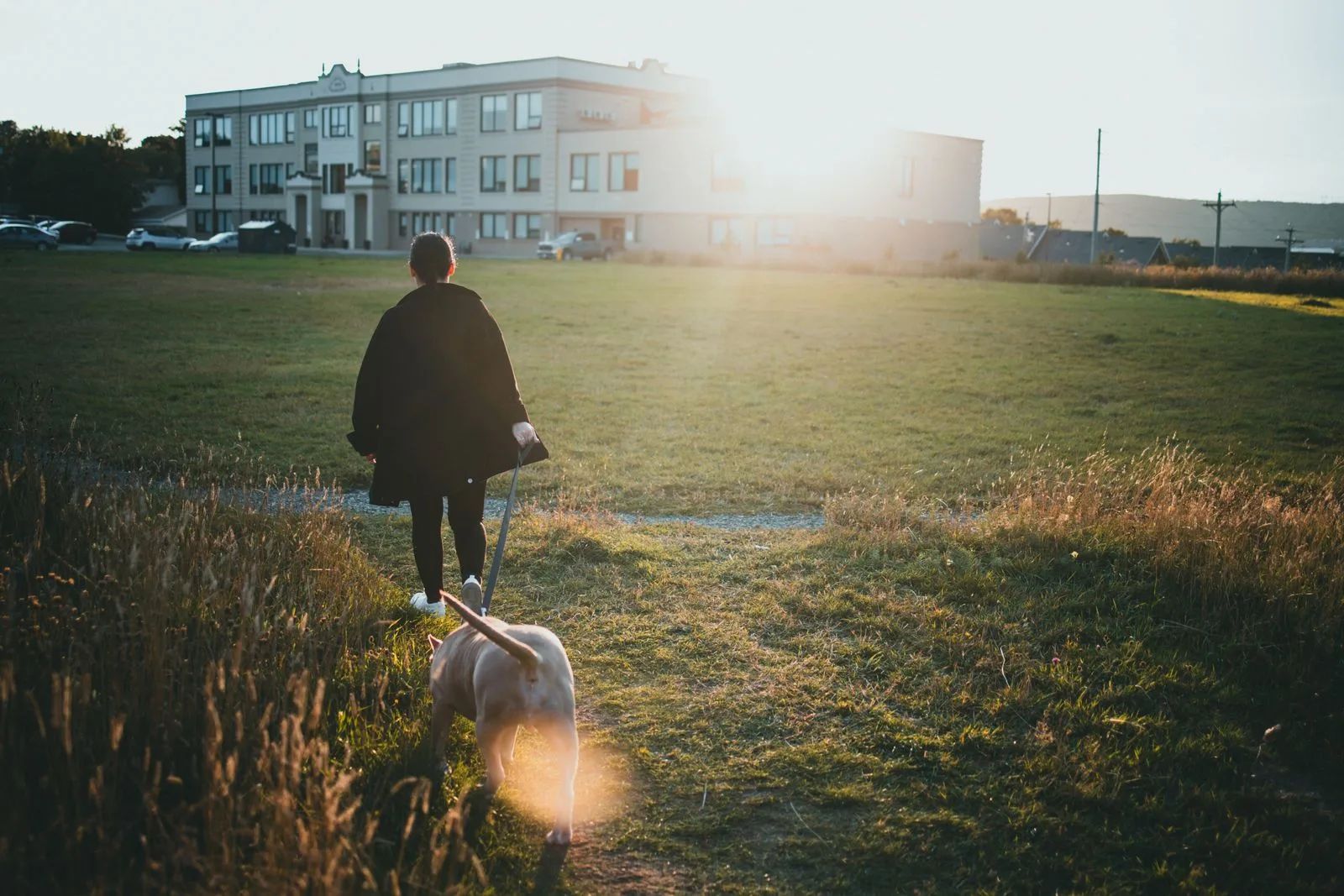 Persoon wandelt met hond door een zonnig park