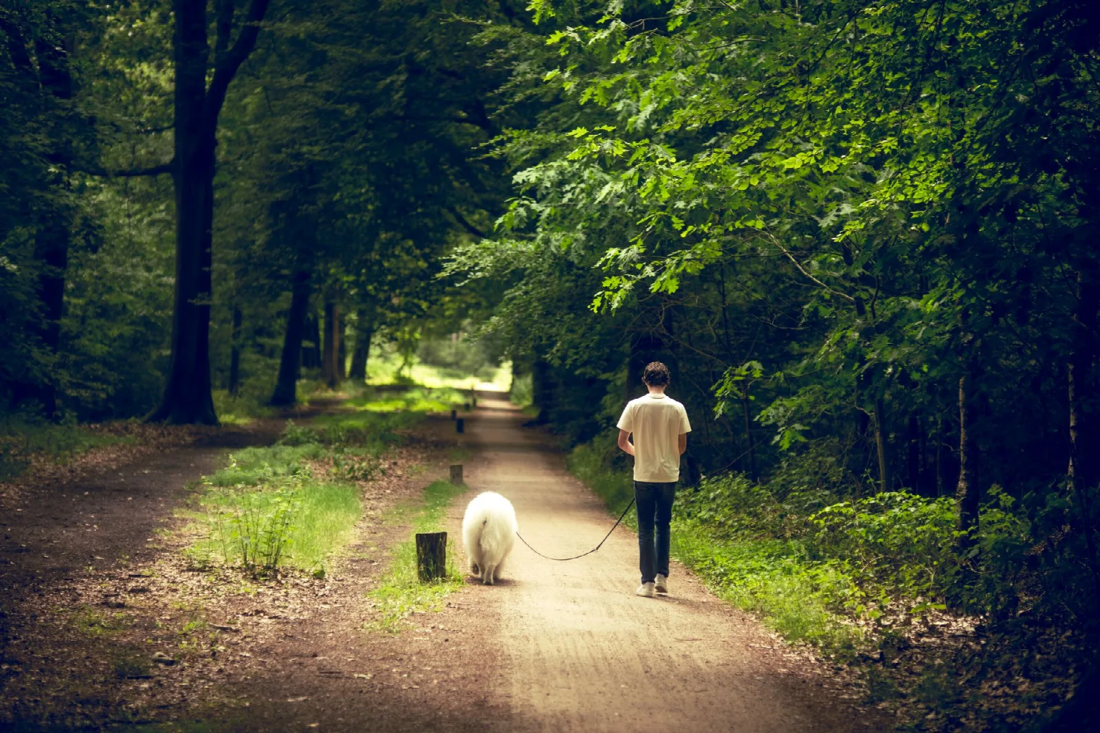 Een man wandelt met zijn witte hond aan de lijn over een zonnig bospad